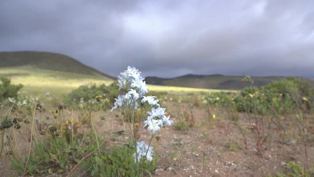 beautiful flowery desert with yellow A&ntilde;a&ntilde;ucas and white Celestinas flowers in the Atacama region