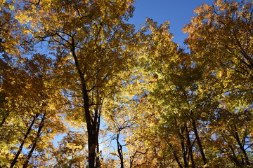 A maple forest in autumn, Sainte-Apolline, Québec, Canada