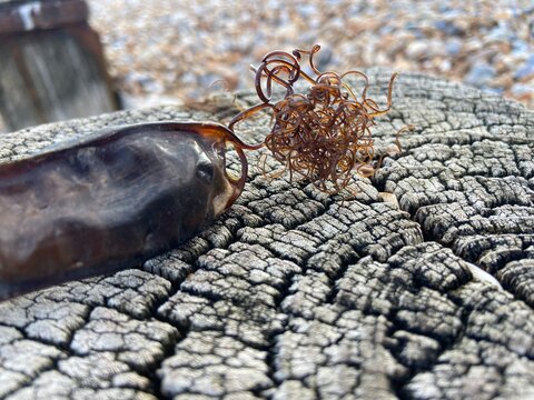 Shark Egg Case Mermaids Purse Empty After Dogfish Shark Hatched 