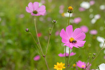Close up to Mirasol flowers or cosmos bipinnatus , in the field outdoors