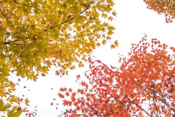 한국의 단풍 Autumn leaves in Korea