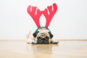 A sad beige pug dog with red deer antlers lies on a wooden floor against a white wall. Concept of...