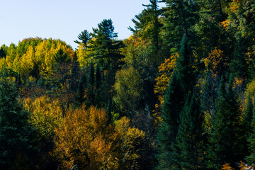 Valley of Trees; pine and deciduous fall colors alternate