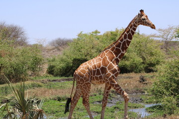 giraffe in the serengeti