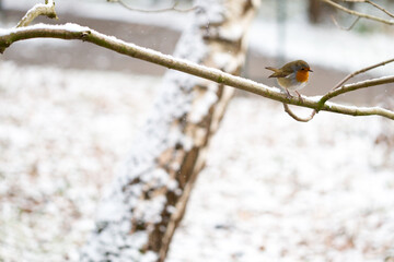 Snowy Robin on tree in open space
