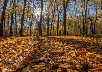 Wspamiały jesienny las z żabiej perspektywy © Ola i Eryk