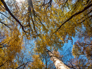 Jesień Brzozy korony żółte liście - obrazy, fototapety, plakaty