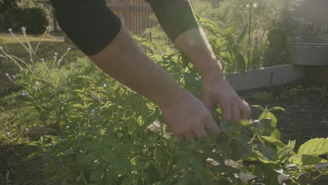 Wide footage of basil plants being harvested in the golden hour sunlight.