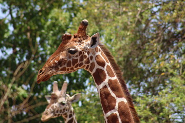 portrait of a giraffe