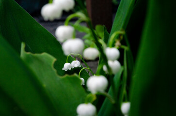 white lilies of the valley among the green leaves