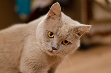 A beautiful kitten of the British breed looks into the camera with orange eyes.