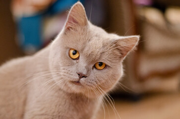 A beautiful kitten of the British breed looks into the camera with orange eyes.