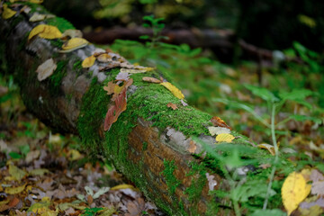 Autumnal forest in the sunshine. The light shines through the leaves on the forest floor.