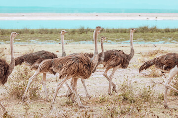 Group of running female ostriches in the Amboseli National Park, Kenya