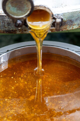Apiculture - A la miellerie - Gros plan sur du miel coulant de l'extracteur dans un tamis posé sur...