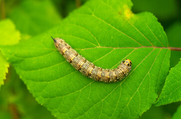 A huge yellow caterpillar on a green leaf. Pests in the garden. Fight against caterpillars.