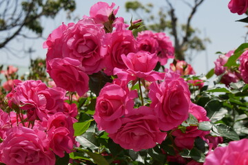 ピンクの薔薇と青空