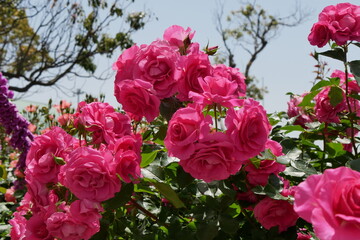 ピンクの薔薇たちと青空
