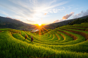 Vietnamesische Reisfelder sind saisonal, weil sie auf grünen Bergen, Reisterrassen gepflanzt werden