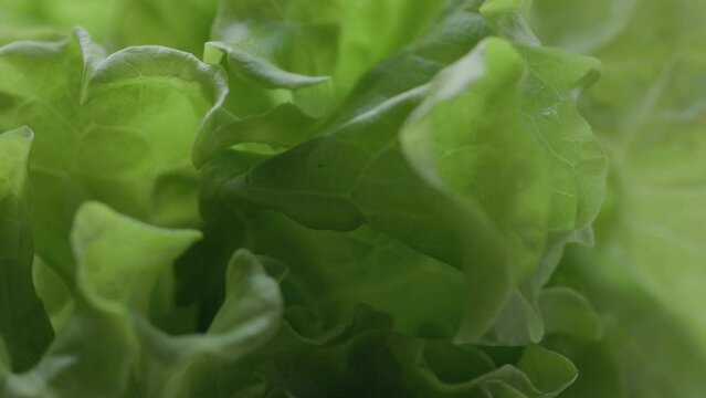 lettuce leaves rotate in a circle