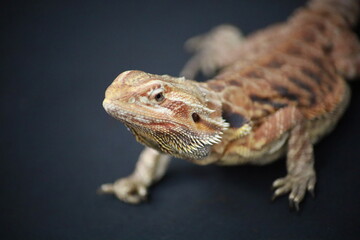 bearded dragon on black background