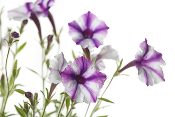 White-purple petunia flowers isolated on white background.