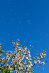 white light down willow seeds scatter in a sunny summer park during allergy season