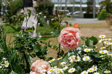 薔薇とノースポールと葉