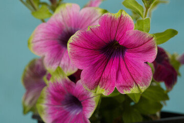 Pink green petunia flower isolated on blue background.