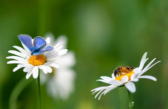 natural background with butterfly and bee sitting on chamomile flowers on summer sunny green meadow