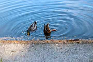Two Mallard ducks in blue circulating water. One duck is diving for food while dipping its head in the water and his butt is facing upwards and the second is eating sitting upright on top of the water