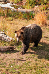 Brown Grizzly bear walking in green grass with smug look on it’s face