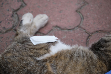 Beautyful cat outside