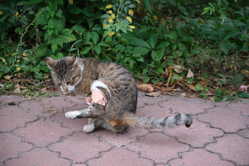 Beautyful cat outside