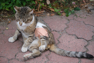 Beautyful cat outside
