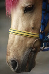 colorful closeup of a horse