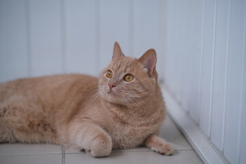 Beautyful cat outside