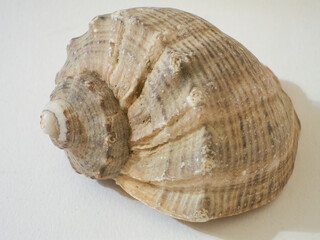 big snail on white background