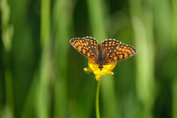 Close up of a heath fritillary butterfly in nature on a yellow flower