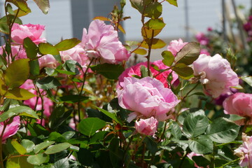 晴れた日のピンクの薔薇