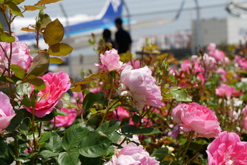 ピンクの薔薇とカップルと飛行機