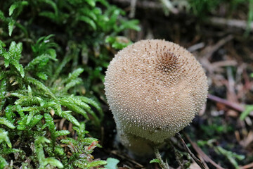Essbare Pilze im Herbst - Nahaufnahme von einem reifen Flaschenstäubling