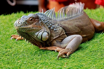 Green Iguana looking at camera