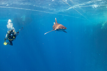 longimanus shark in red sea