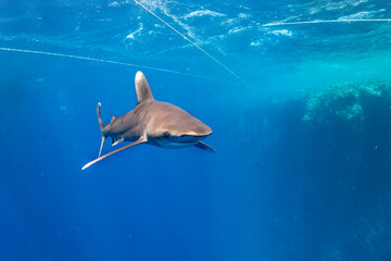 longimanus shark in red sea