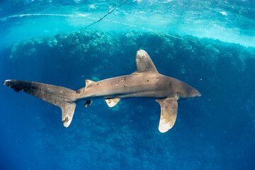 longimanus shark in red sea