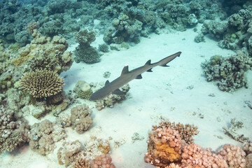 Reef shark