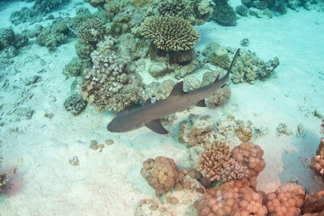 Naklejka na ściany i meble Reef shark