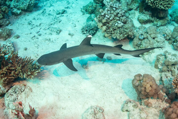 Reef shark