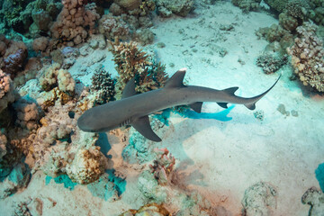 Reef shark